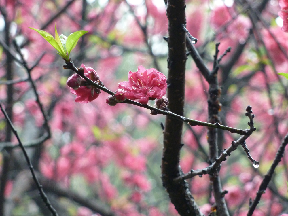 桃花